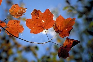foglie_autunno
