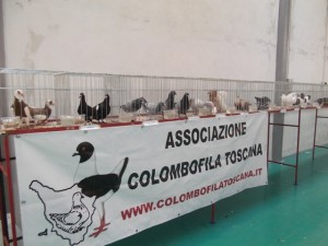 associazione_colombofila_toscana