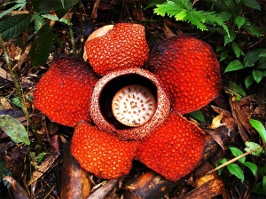 Fiore di Rafflesia Keithi (foto: Nicola Messina)