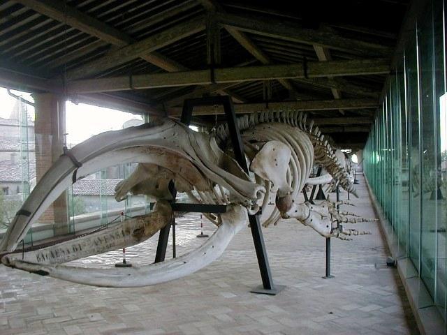 museo_di_storia_naturale_sala_dei_cetacei_scheletro_di_balena